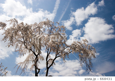 彼岸桜を見上げて 668431