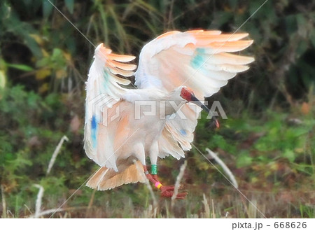 朱鷺の飛翔 668626