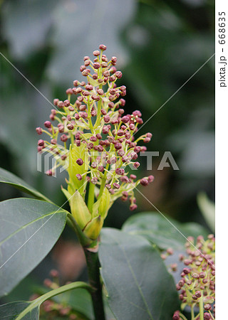 見沼田圃・春　アオキ・雄株　ミズキ科 668635