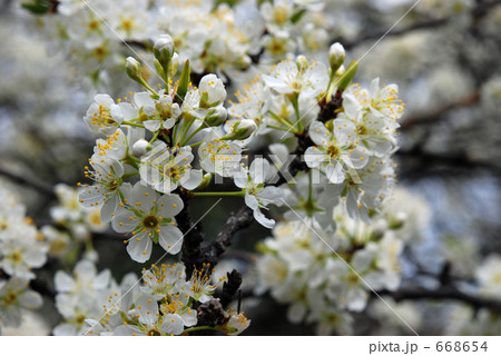 見沼田圃・春　スモモ　バラ科 668654