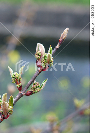 見沼田圃・春　ライラック　モクセイ科 668655
