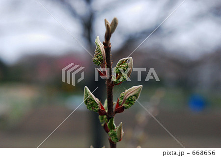 見沼田圃・春　ライラック　モクセイ科 668656