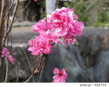 照手桃の花 照手桃の花 668754