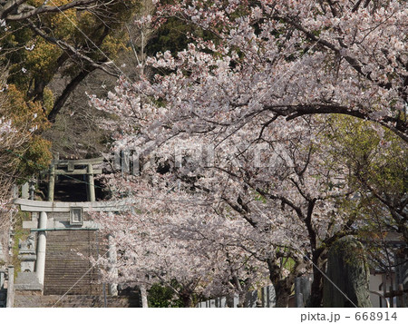 桜 668914