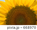 ひまわり 668970