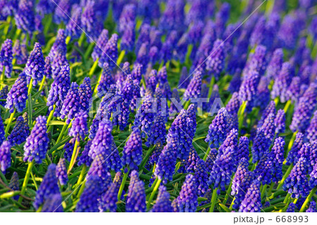 ムスカリの花畑 668993
