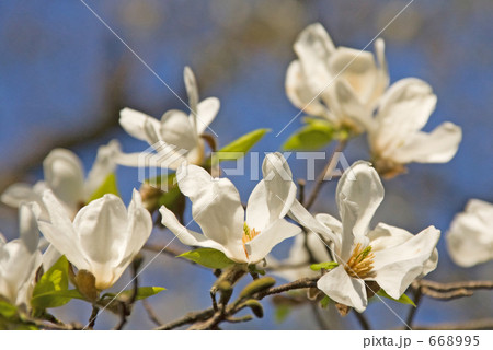 満開のコブシの花 668995