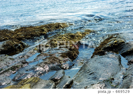 岩海苔 669529