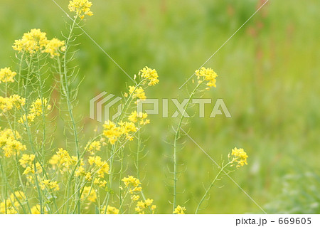 菜の花 669605
