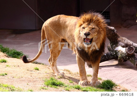 ライオン 669618