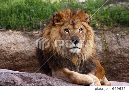 ライオン 669635