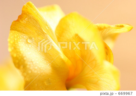 黄色いスイートピー 669967
