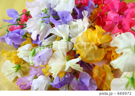 スイートピーの花束 669972