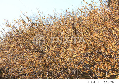 はじめて見る ろう梅に狼狽する・・・ 669981