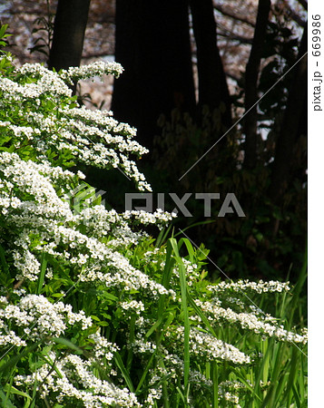 ユキヤナギと木陰 669986