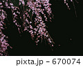 シダレザクラ シダレザクラ 670074