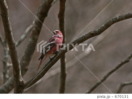 オオマシコ（枝止まり） 670131