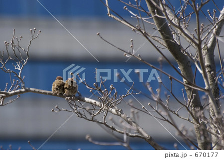 寒さに身を寄せ合う街中の雀たちの写真素材