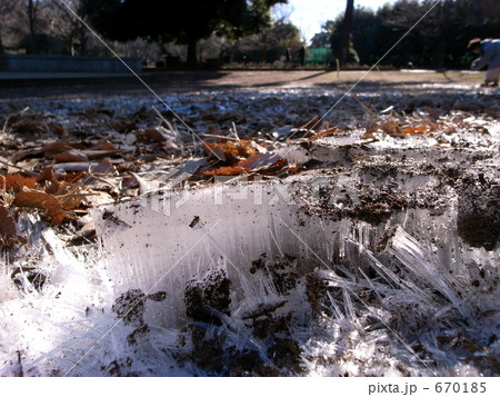 井の頭公園の霜柱 井の頭公園の霜柱 670185