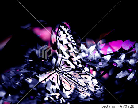 甘い罠 Ⅲ 甘い罠 Ⅲ 670529