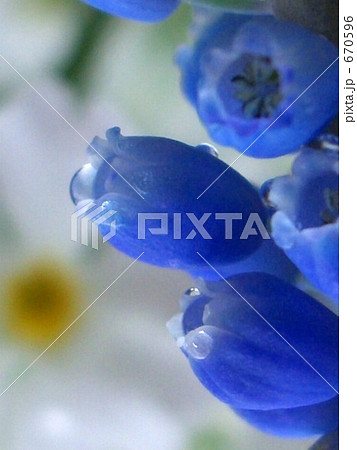 ムスカリ ムスカリ 670596