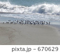 波と戯れる小鳥たち 670629