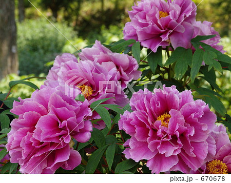 牡丹 品種名 藤染衣 の写真素材