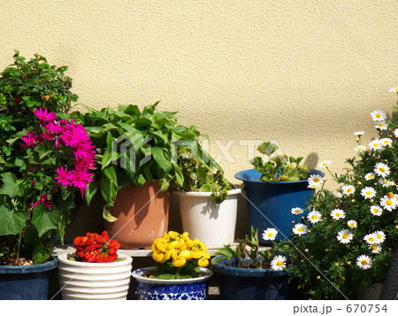 カラフルな鉢植えの花 670754