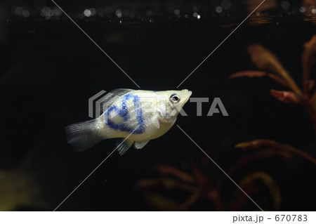 ハートマークの魚 ハートマークの魚 670783