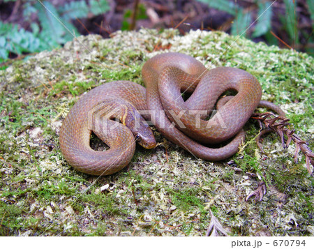 ヒバカリ_5769 670794