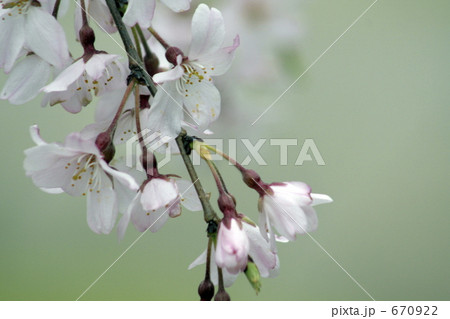 和風の色合いの中の枝垂桜 670922