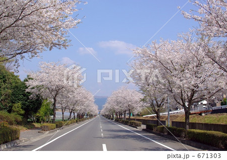 桜並木 671303