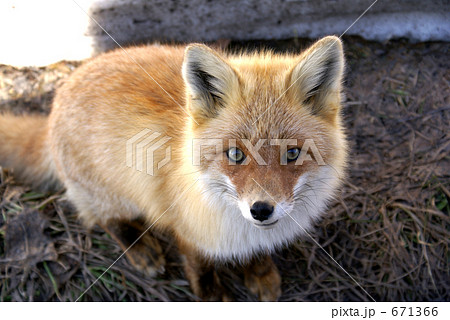 キタキツネ キタキツネ 671366