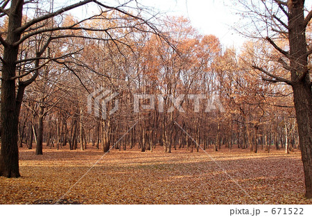 武蔵野公園の落ち葉の絨毯 武蔵野公園の落ち葉の絨毯 671522