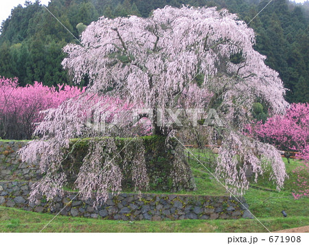 大宇陀の又兵衛桜 671908