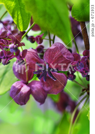 みつばあけびの花の写真素材