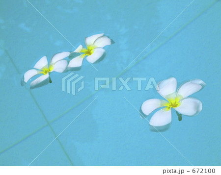 プルメリア 2 672100