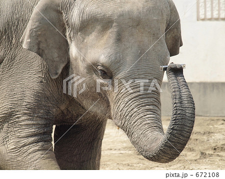 ハーモニカを吹く象 672108