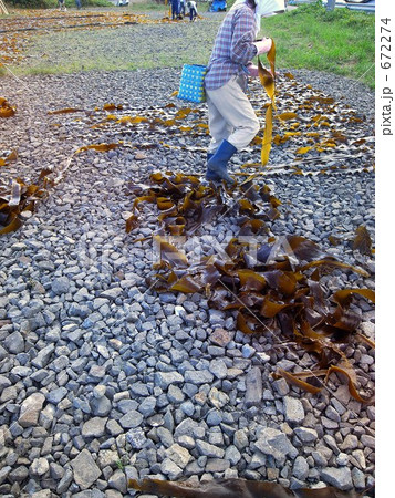 昆布干す人 672274