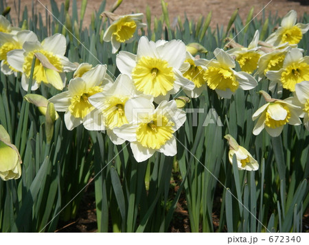 セルマラゲロフ セルマラゲロフ 672340