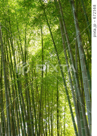 竹林 672568