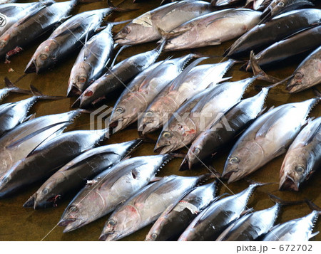 まぐろ まぐろ 672702