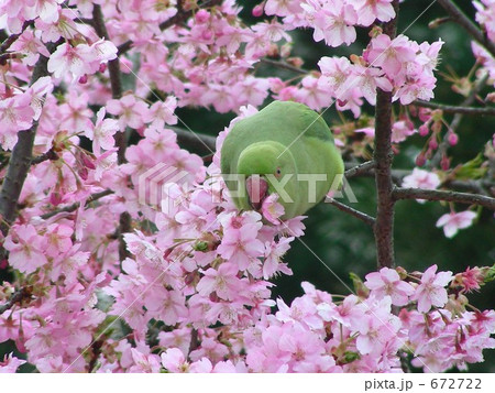 河津桜とワカケホンセイインコ 672722