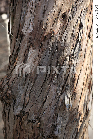 ユーカリの大木の樹皮の写真素材