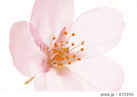 ソメイヨシノ 桜の花一輪の写真素材