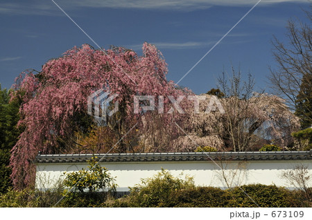 春の慈雲寺 673109