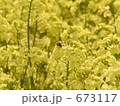 菜の花の蜜をすう蜂 673117