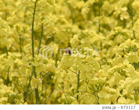 菜の花の蜜をすう蜂 673117