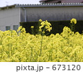 菜の花たち 673120