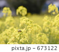菜の花の蜜をすう蜂 673122